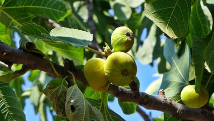 Feigen am Baum