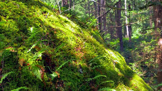 4K Soft Moss and Fern Plants in Nature, Macro Close Up Rain Forest