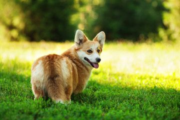 One dog of welsh corgi pembroke breed with white and red coat with tongue, standing outdoors on...