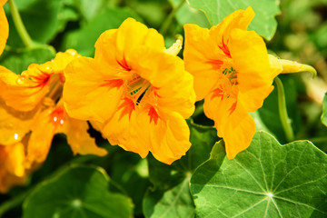Orange Nasturtium flower