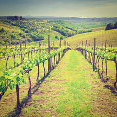 Vineyard in Italy