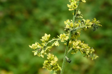 Green veratrum lobelianum