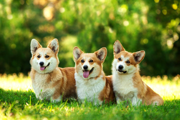 Three dogs of welsh corgi pembroke breed with white and red coat with tongue, sitting outdoors on green grass on summer sunny day