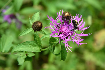 Centaurea jacea flower with bumblebee