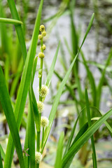 Sparganium emersum flower