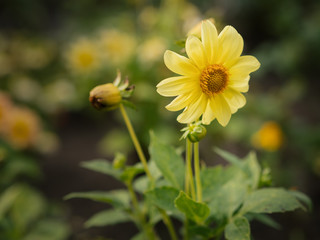 Cosmos flower. Color toned image. Selective focus with shallow depth of field.