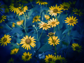 Yellow flowers with selective focus. Color toned image.