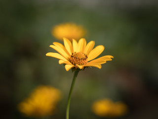 Cosmos flower. Selective focus with shallow depth of field.