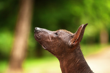 Horizontal portrait of one dog of Xoloitzcuintli breed, mexican hairless dog of  black color of standart size, standing outdoors on ground with green grass and trees on background on summer sunny day