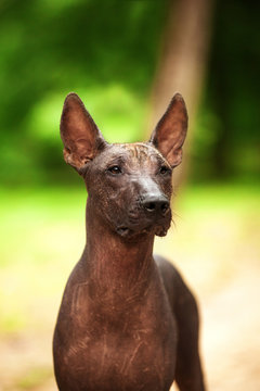 Mexican hairless dog of  black color of standart size, standing outdoors on ground with green grass and trees on background on summer sunny day
