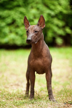 Vertical portrait of one dog of Xoloitzcuintli breed, mexican hairless dog of  black color of standart size, standing outdoors on ground with green grass and trees on background on summer sunny day