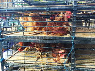 Chicken sold in Bali Market