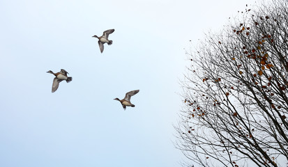 Autumn tree and bird migration