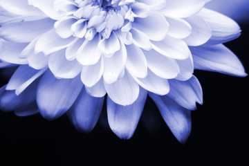 Obraz premium daisy flower on background and macrostyle