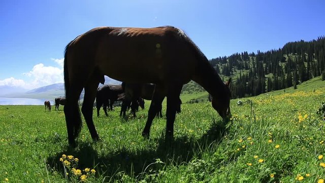 horse eating grass on beautiful mountain grassland