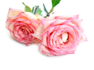 Fototapeta na wymiar beautiful pink roses on a white background