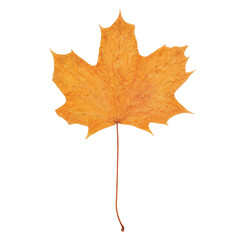 Autumn maple leaf isolated on a white background
