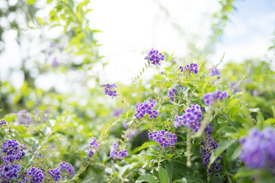 Purple repens  / duranta