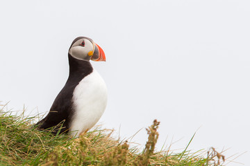 Colorful Puffin isolated in natural environment