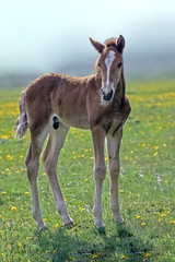 Naklejka na ściany i meble young small brown foal grazing in a meadow