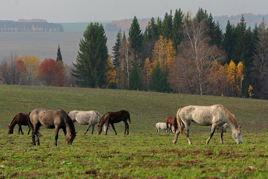 a herd of horses grazing in a field near the forest, and chew the grass