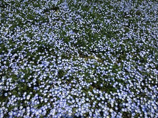 満開のネモフィラ畑