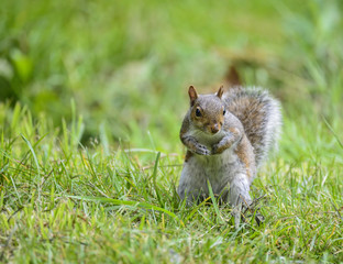Portrait of cute grey squirrel sciurus carolininsis satnding on