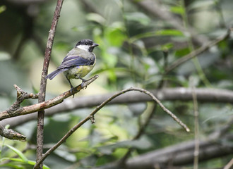 Portrait of Great Tit Parus Major bird sat on branch in tree