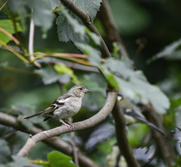 Portrait of female Chaffinch Fringilla Coetebs bird sat on branc