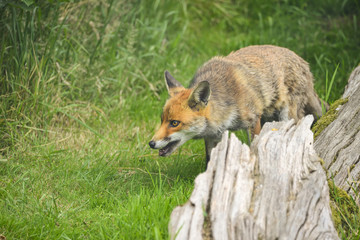 Stunning image of red fox vulpes vulpes in lush Summer countrysi