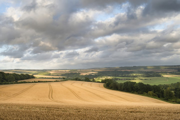 Fototapeta premium Beautiful landscape image of huge agricultural field of barley o
