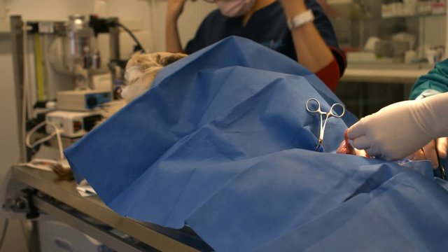 Two vets examining a dog 