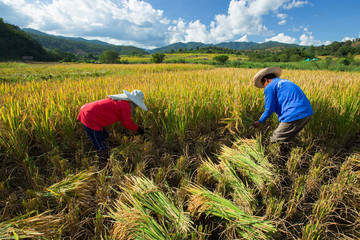 Farmers harvest their crops sharply during the harvest season in