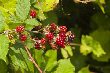 Wild blackberry riping on bush macro, selective focus, shallow DOF