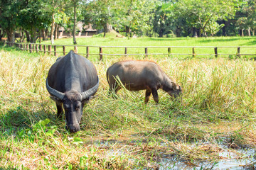 Obraz premium buffalo in grass field
