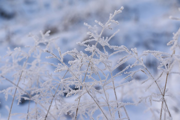 Grass in the snow and winter sunrise