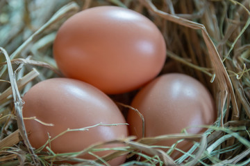 Eggs on wooden background