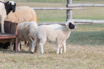 Feeding the sheep farm
