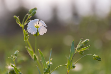 Beautiful white flowers in the meadow.
