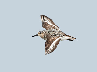 Sanderling (Calidris alba)