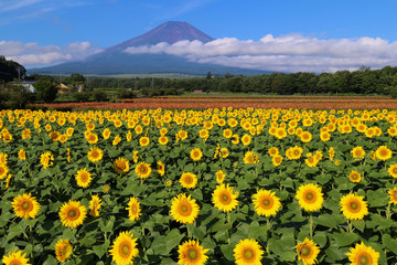 Fototapeta premium 花の都公園 ヒマワリと富士山