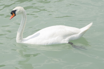Mute swan swiming in lake Balaton with greenish water, close-up portrait, selective focus, shallow DOF