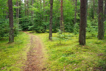 Obraz premium Path in pine forest.