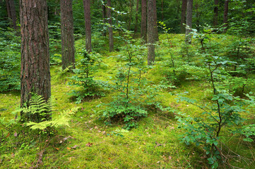 Mixed pine and deciduous forest.