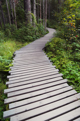 Wooden pathway in the forest