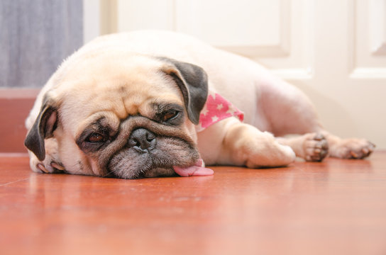 Close-up face of Cute pug fat dog sleeping rest by chin and tongue lay down on laminate floor