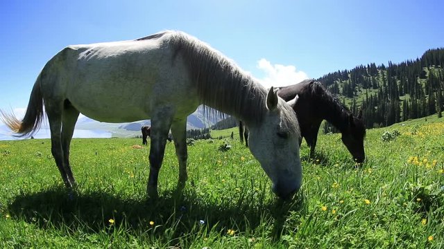 horse eating grass on beautiful mountain grassland