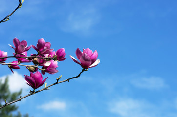 Beautiful Flowers of a Magnolia Tree