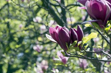 Beautiful Flowers of a Magnolia Tree