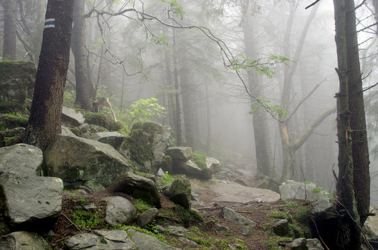Fototapeta Beautiful summer forest mountain path
